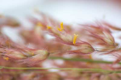 Close-up of day lily plant