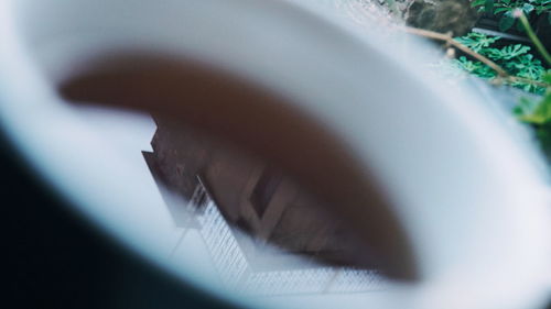 Close-up of plant against blurred background