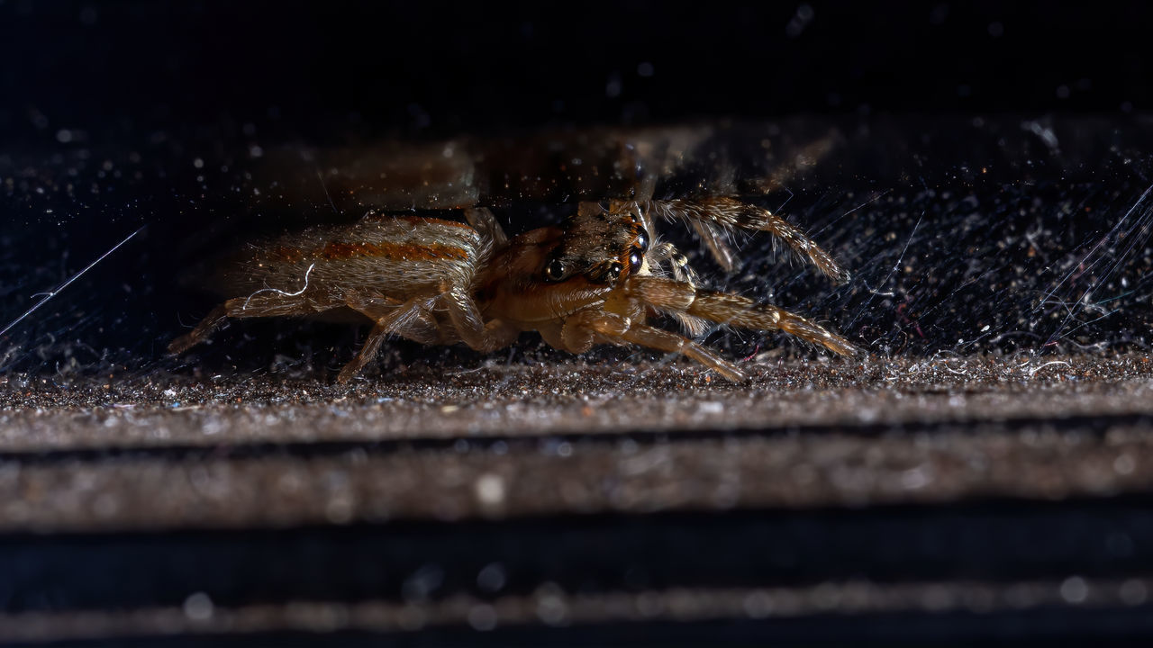 CLOSE-UP OF SPIDER IN THE BACKGROUND