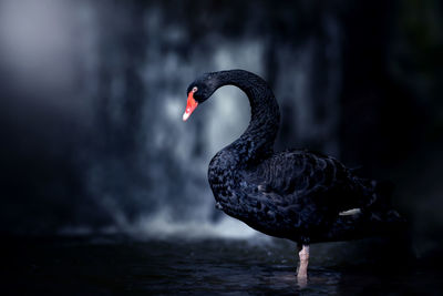 Swan in a lake