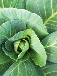 Top view of young fresh green cabbage, maturing heads grow on a vegetable farm,