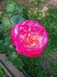 Close-up of pink rose