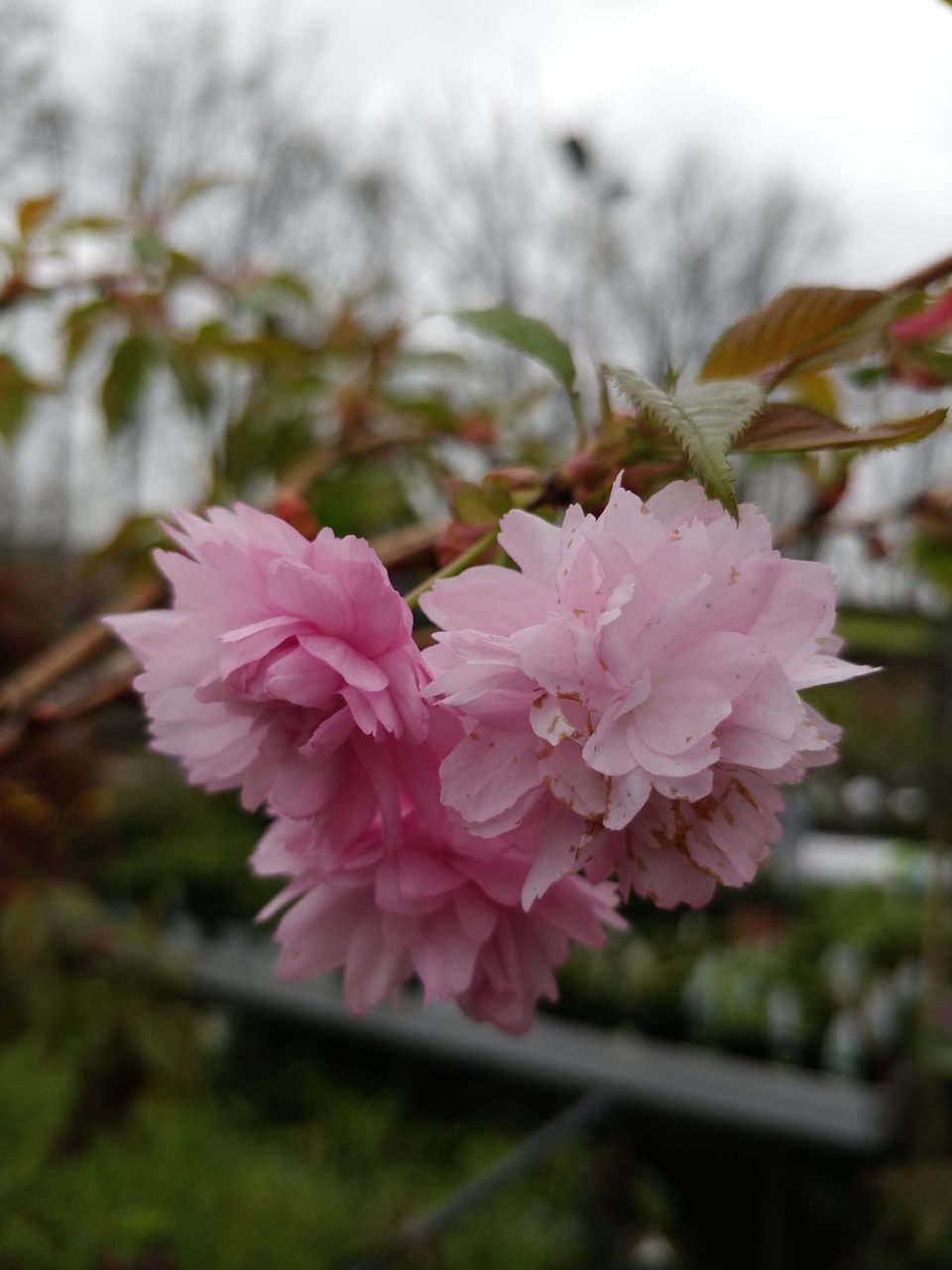 CLOSE-UP OF PINK FLOWERING PLANT IN GARDEN