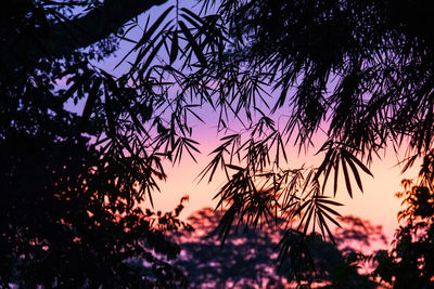 Low angle view of trees against sky