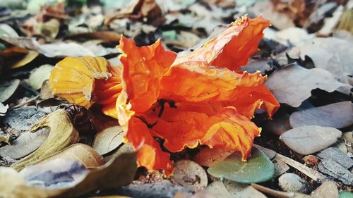 Close-up of orange autumn leaves