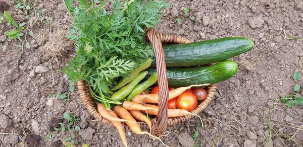 High angle view of vegetables on field