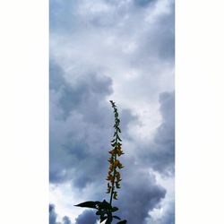 Low angle view of trees against cloudy sky