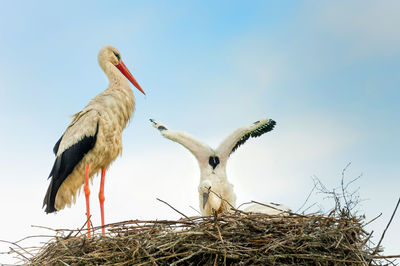 Low angle view of birds against clear sky