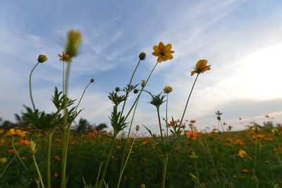 Close-up of yellow flowering plants on field against sky