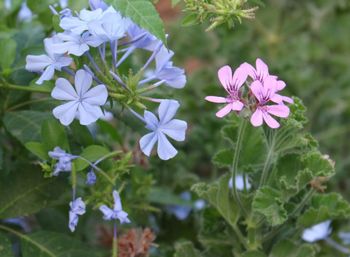 Close-up of purple flowers