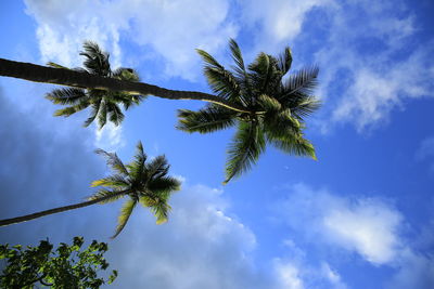 Low angle view of coconut palm tree against blue sky