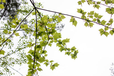 Low angle view of flowering plant against sky