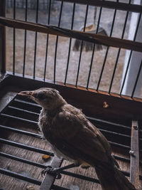 Close-up of bird perching on metal railing