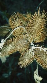 Close-up of spiked plant