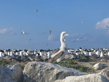 Flock of seagulls on rock at beach