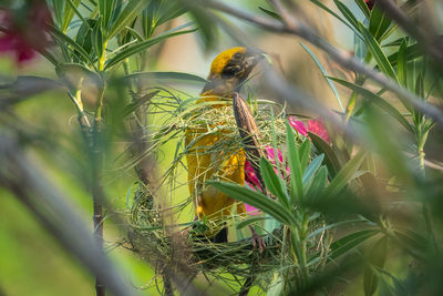 Close-up of bird perching on plant