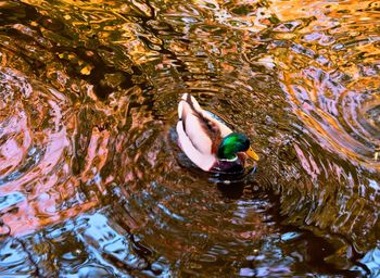 High angle view of duck swimming in lake