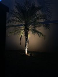 Silhouette palm tree against sky at night