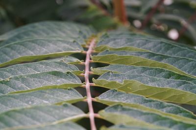 Close-up of green leaves