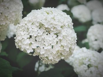 Close-up of white hydrangea flowers