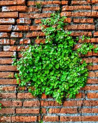 Ivy growing on brick wall