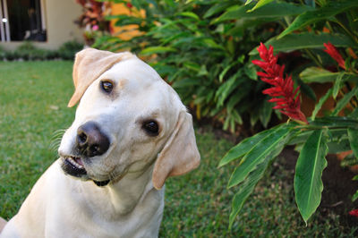 Portrait of a dog