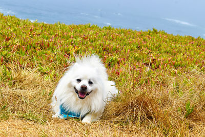 Dog standing on field