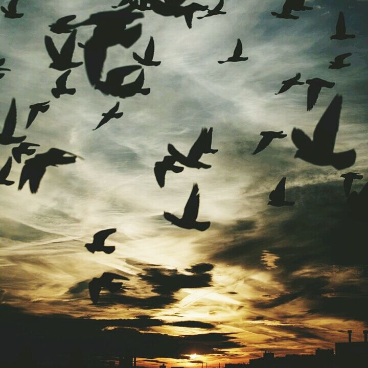 bird, flying, sky, animal themes, low angle view, silhouette, animals in the wild, cloud - sky, wildlife, sunset, flock of birds, mid-air, cloud, outdoors, cloudy, nature, spread wings, no people, built structure