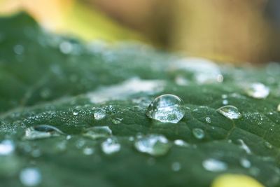 The raindrops in the green plant leaf in the garden in the nature