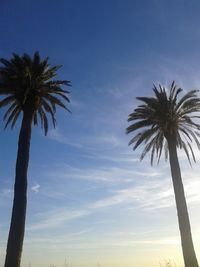 Low angle view of palm trees against sky