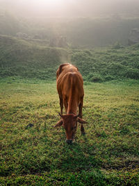 Horse grazing in field