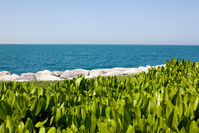 Ornamental plant on the lawn, beautiful landscape