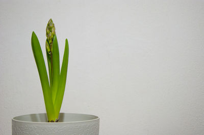 Close-up of potted plant against white wall