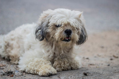 Close-up portrait of a dog