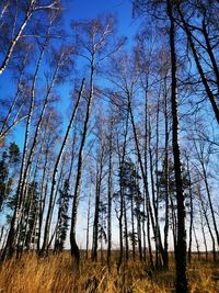 Bare trees on field against sky