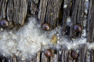 Close-up of snow on tree