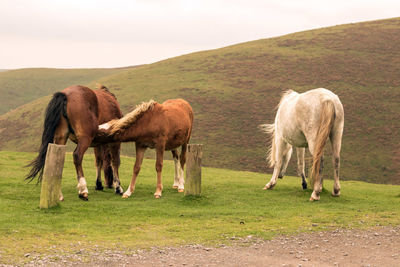 Horses grazing on field against sky