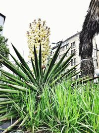 Low angle view of plants