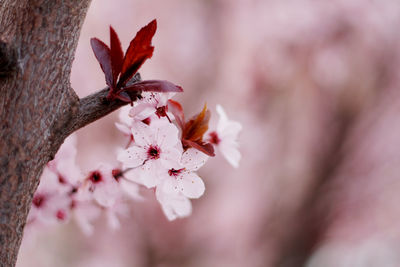 Close-up of pink cherry blossoms