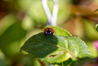 Close-up of ladybug on leaf
