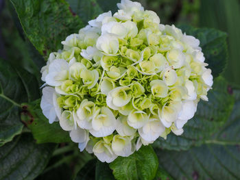 Close-up of white flowering plant