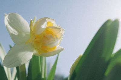 Close-up of yellow flowering plant