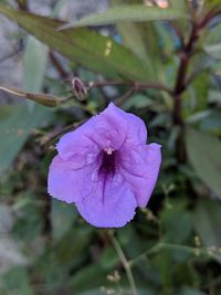 Close-up of purple flower