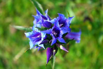 Close-up of purple flowering plant on field