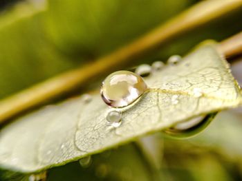 Close-up of water drops on leaf