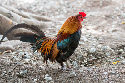 Rooster on field