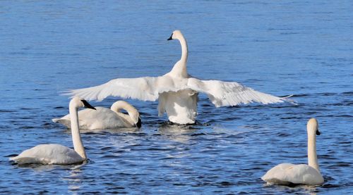 Swan swimming in lake