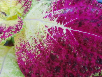 Close-up of purple flowers