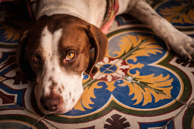 Unhappy jack russell terrier with lying on colorful tiles floor looking at camera