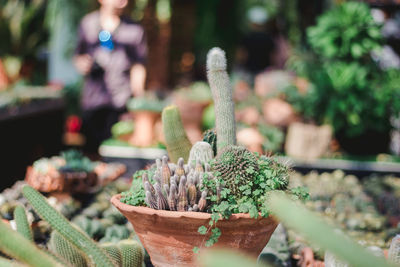 High angle view of potted plants for sale at market